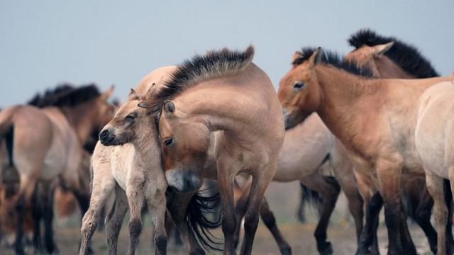 Ungarns wilde Pferde - In den Weiten der Puszta