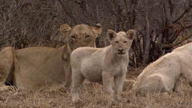 Weiße Löwen – Afrikas seltene Jäger