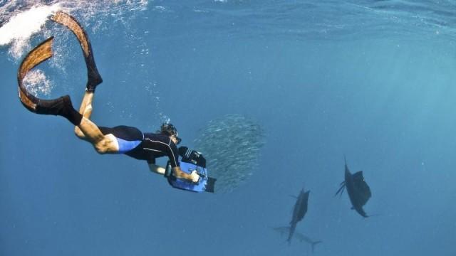 Wenn es Nacht wird im Ozean - Wesen der Tiefe