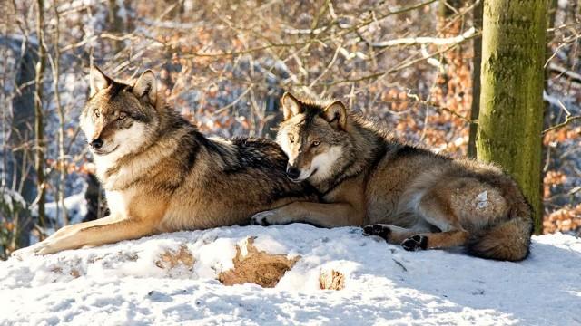 Wildes Rumänien - Land der Bären und Wölfe