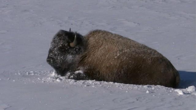 Yellowstone (1) - Winter der Bisons