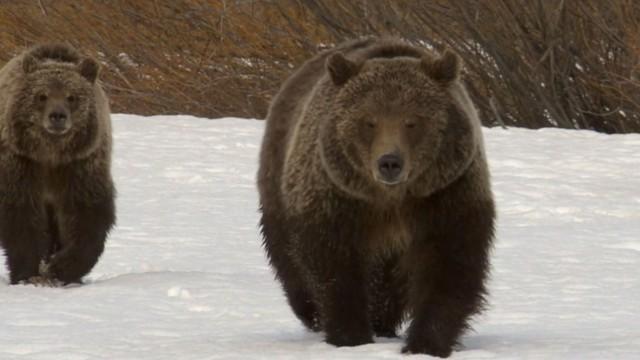 Yellowstone (2) - Sommer der Bären