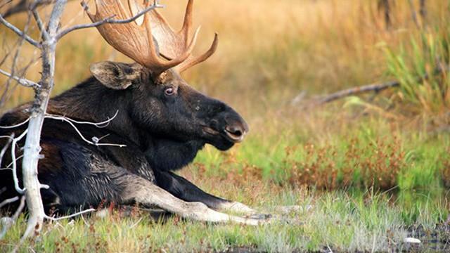 Yellowstone (3) - Herbst der Hirsche