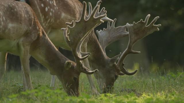 Wilde Heimat - Der Frühling