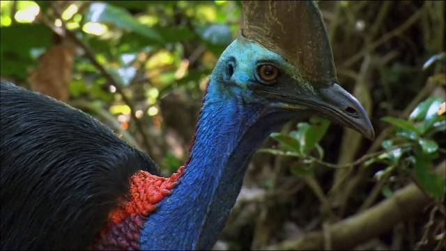 Expedition Neuguinea (2) - Flughunde und Urwaldkrokodile