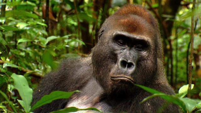 Angelique und die Gorillas