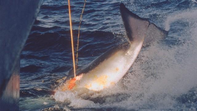 Giganten in Gefahr - Kampf um die Wale