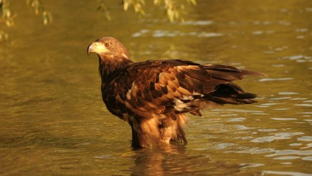 Die Holsteinische Schweiz - Im Reich des Seeadlers
