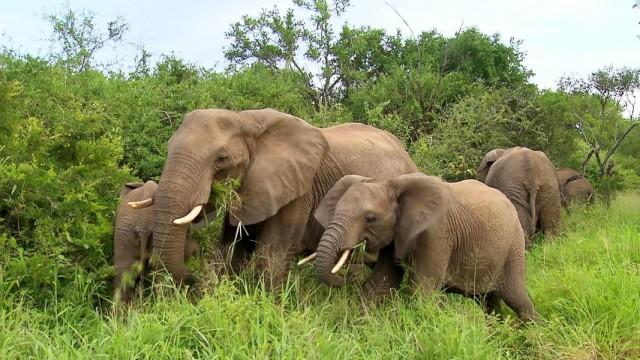 Wildes Südafrika (2) - Zwischen Tropen und Savanne