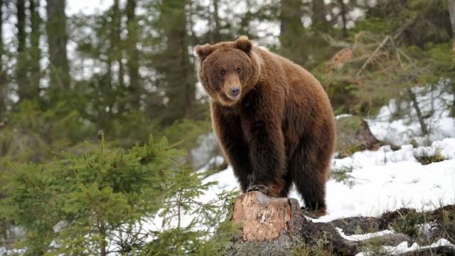 Wildes Baltikum (1) - Wälder und Moore