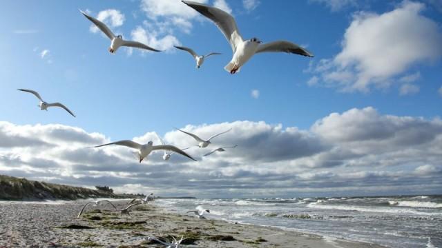 Wildes Baltikum (2) - Die Küste