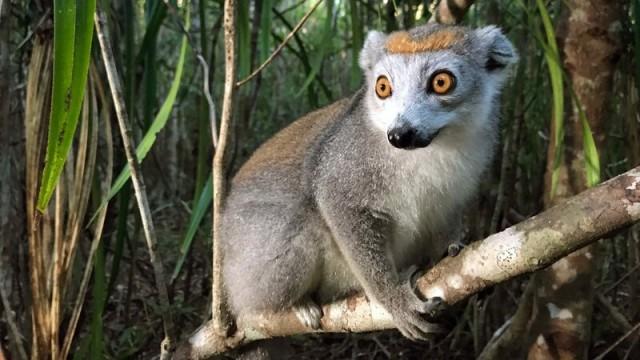 Unbekanntes Madagaskar (2) - Im Reich der Kattas