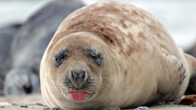 Wildes Deutschland - Nordfriesland