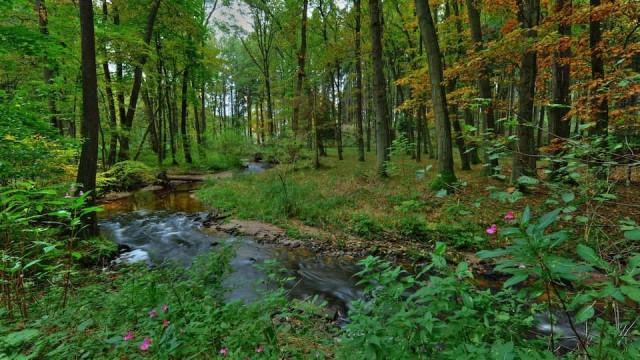 Wildes Deutschland - Der Thüringer Wald