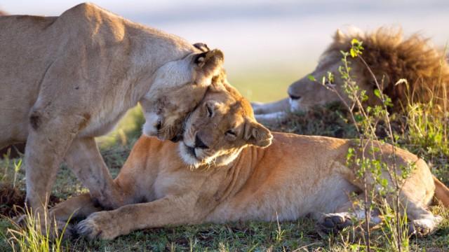 Wilde Dynastien (3): Königin der Löwen