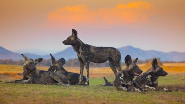 Wilde Dynastien (4): Feldzug der Wildhunde