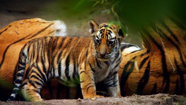 Wilde Dynastien (5): Duell der Tiger