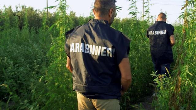 Cerignola - La quarta mafia