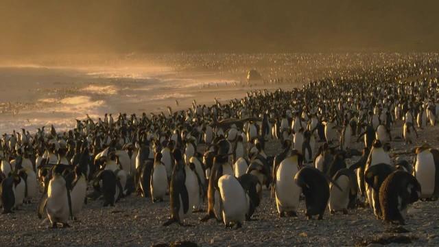 Insel der Pinguine - Südgeorgien