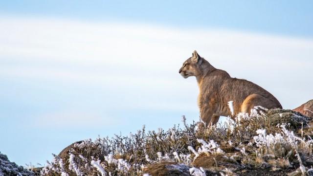 Geisterkatzen - In den Bergen der Pumas