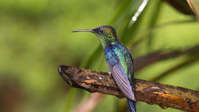 Kolumbien (2) Wildnis zwischen Pazifik und Anden