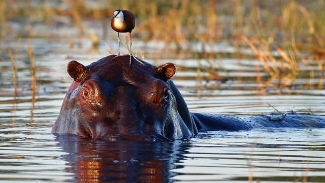 Hippos - ganz nah! Das geheime Leben der Flusspferde