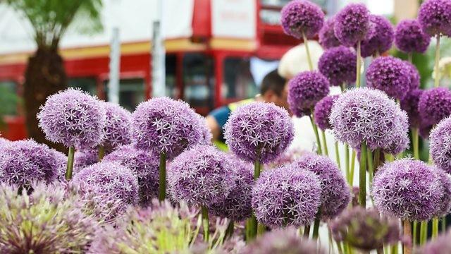 RHS Chelsea 2022 Launch Show