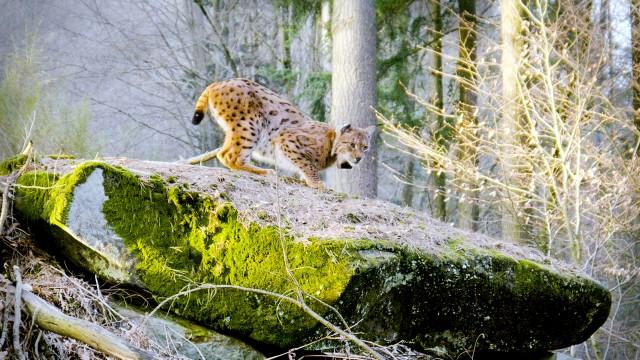 Tierische Heimkehrer – Zurück in der Natur
