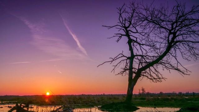 Das Steinhuder Meer - Niedersachsens wilder See