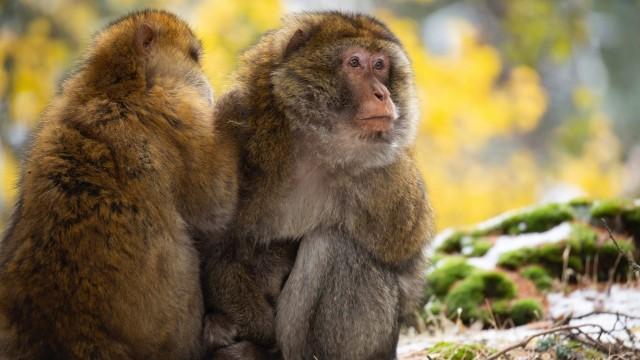 Macaque: Monkeys in the Mountains – A Dynasties Special