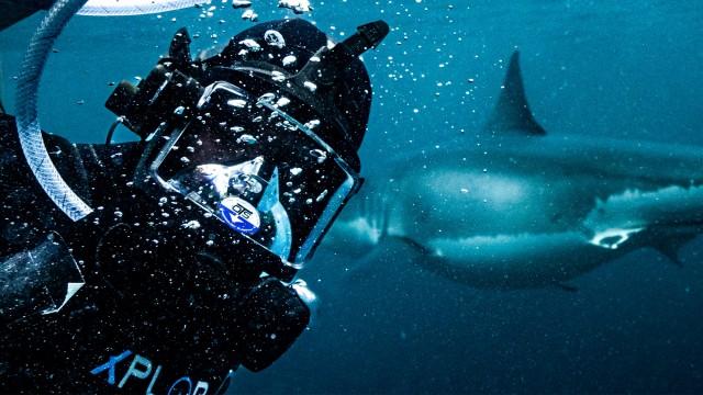 Clash of Killers: Great White vs. Mako