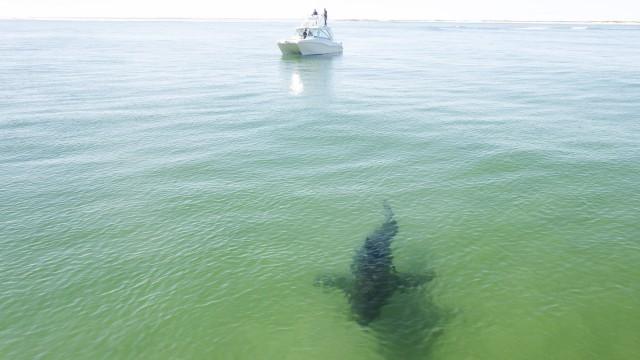 Great White Intersection