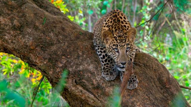 Thailands geheimnisvolle Raubkatzen
