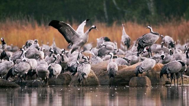 Tausend Moore, hundert Seen und ein Wald - Naturwunder Schorfheide