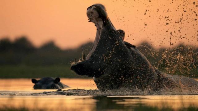 Naturwunder Okawango (1): Fluss des Lebens