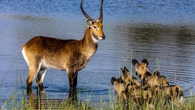 Naturwunder Okawango (2): Im Herzen des Deltas