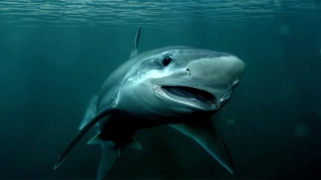 Et si les requins disparaissaient ?