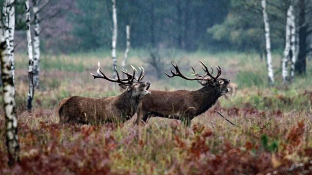 Das geheime Leben der Rothirsche