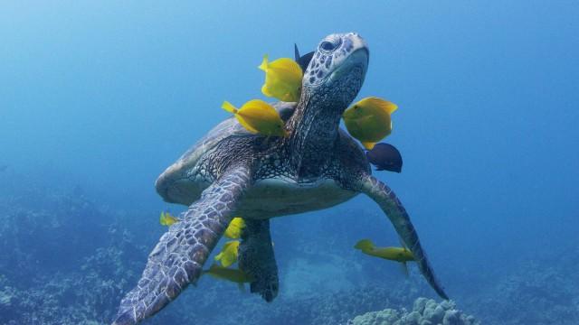 Soul of the Ocean