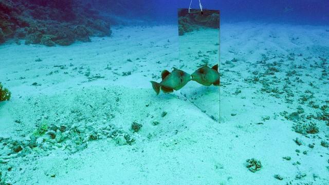 Les animaux ont-ils conscience d’eux-mêmes ?