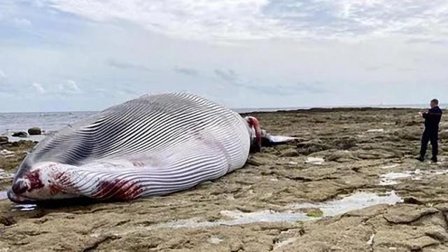 L'homme et la baleine