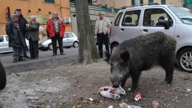 CINGHIALI a Roma + l’ARROTINO e L’ombrellaio… - Mezzogiorno di Fuoco #05 | Cerbero Podcast #1654