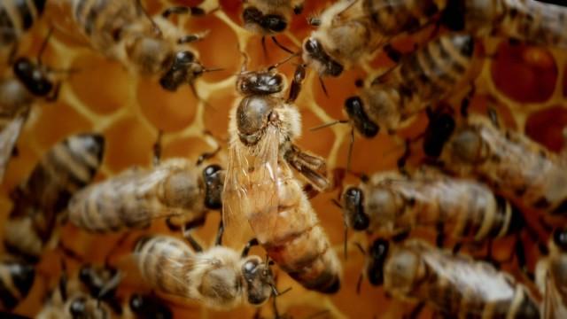 The Hive