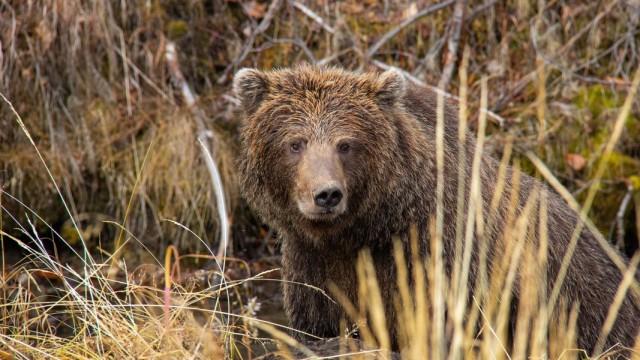 Der Berg der Bären - Yukons Grizzlys