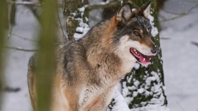Polens Osten - Zwischen Wisenten, Wölfen und Enten