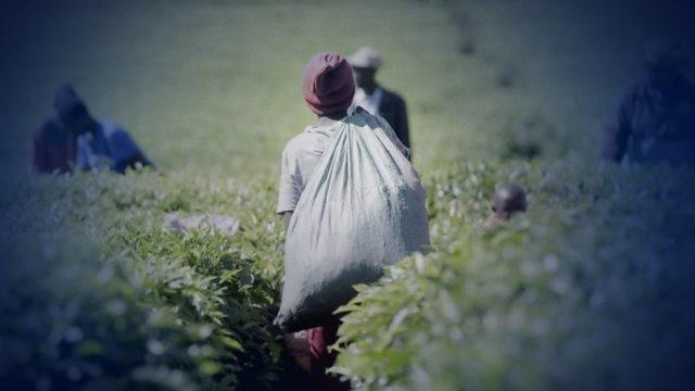 Sex for Work: The True Cost of Our Tea