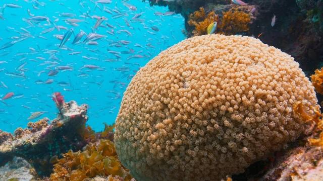 Japans Garten Eden - Die Insel Iriomote