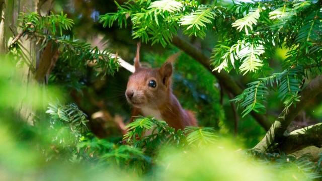 Die verrückte Welt der Hörnchen