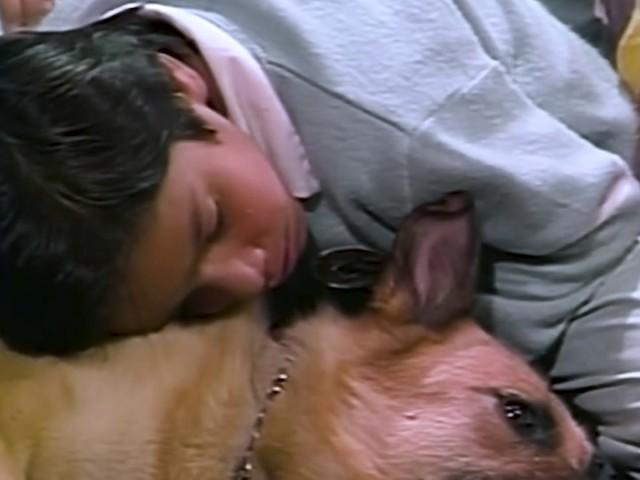 Salud animal precaria