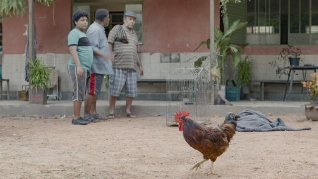 Galo Pica-Pau